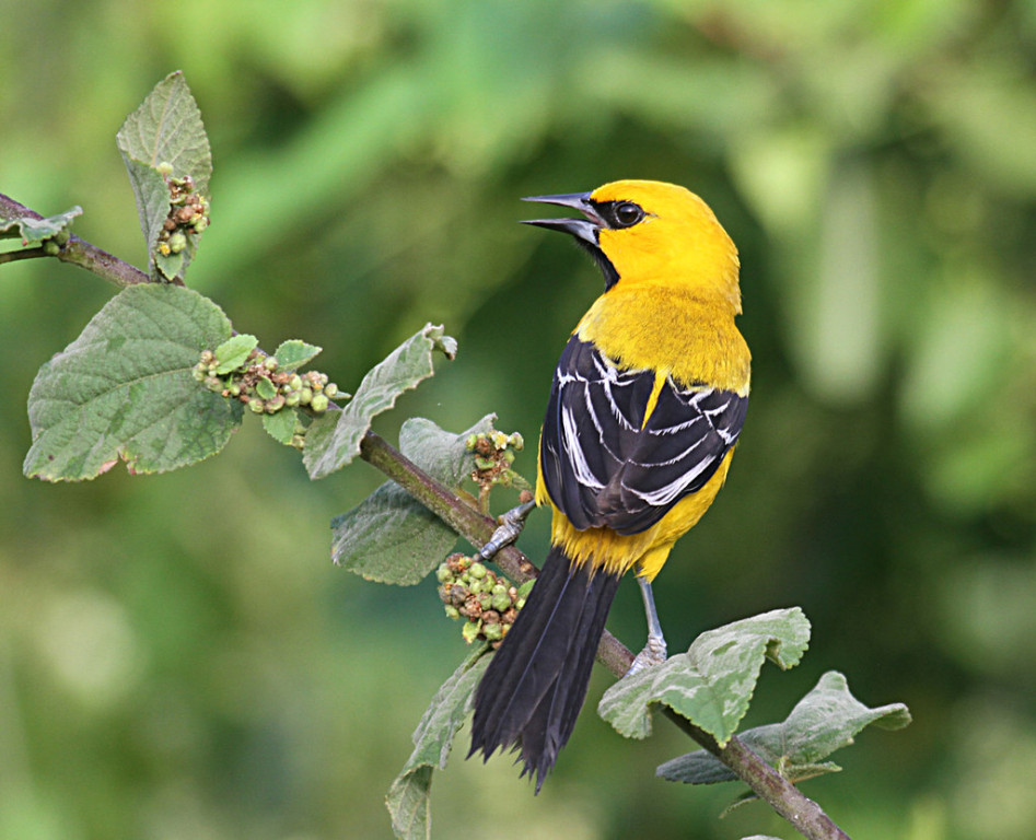 Birding in Guyana is wonderful, with many colorful birds like this Yellow Oriole…
