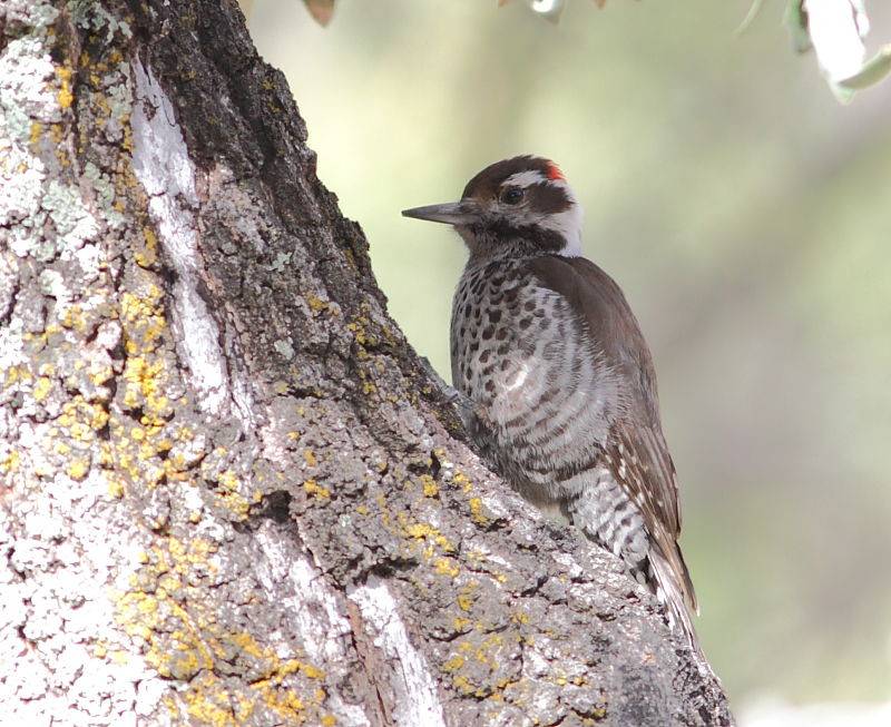 …like this Arizona Woodpecker…