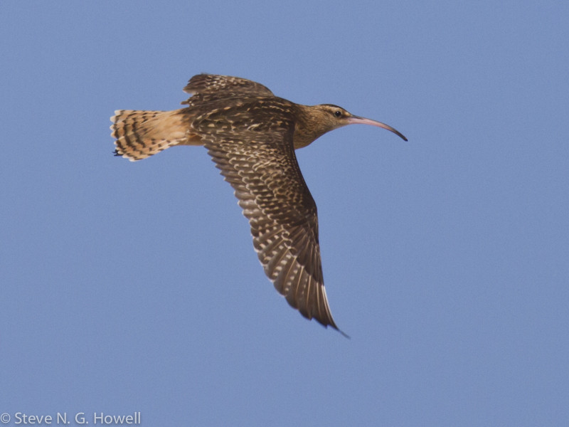 …to look for the very local Bristle-thighed Curlew.
