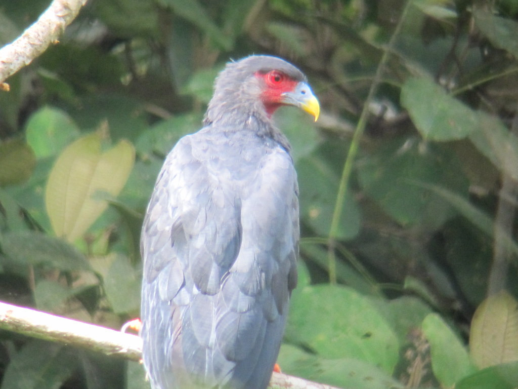 …and raucous Red-throated Caracaras.