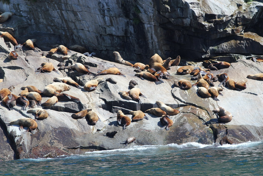 …Steller’s Sea Lions lounging on the Chiswell Islands…