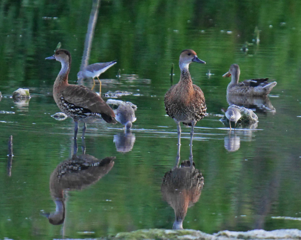 …often including West Indian Whistling Ducks (with a Northern Shoveller in the background)…