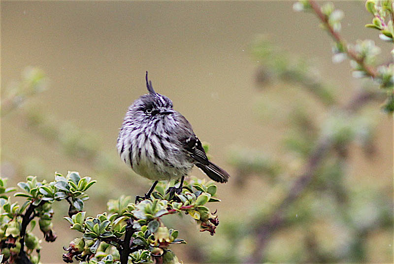 After Machu Picchu we ascend the drier slope of the Andes, making stops for such birds as the Tufted Tit-Tyrant in brushy draws.