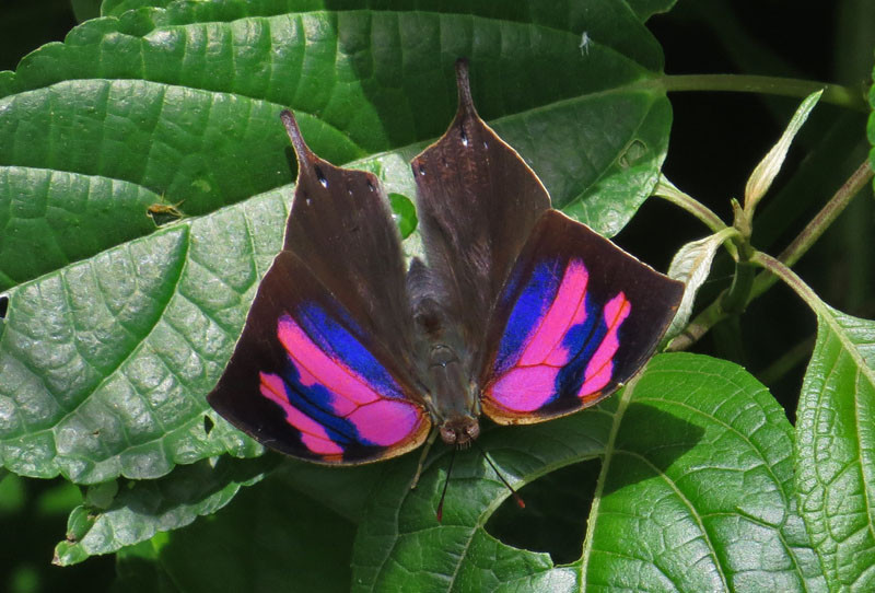 We won’t be able to ignore such beautiful gems as this Superb Leafwing.