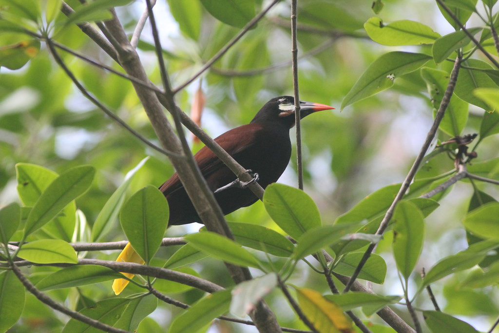 Raucous Montezuma Oropendolas are common on the grounds…