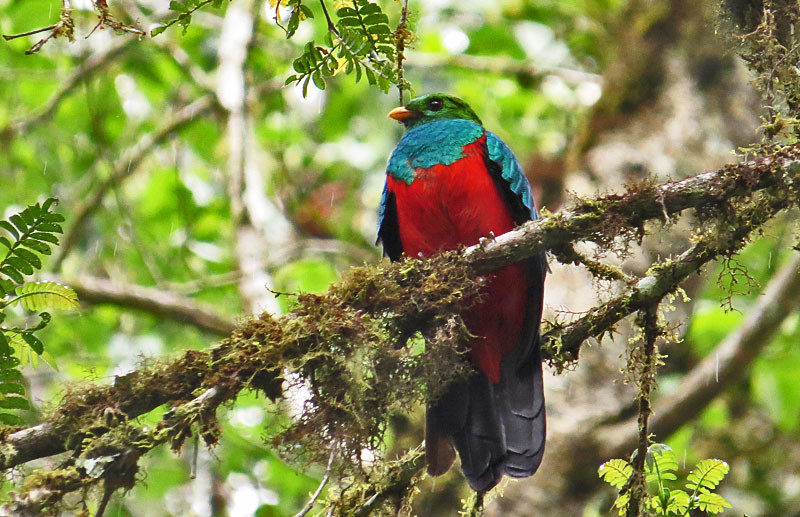 As we work our way downslope into even taller forest, Golden-headed Quetzal becomes a likely roadside discovery.