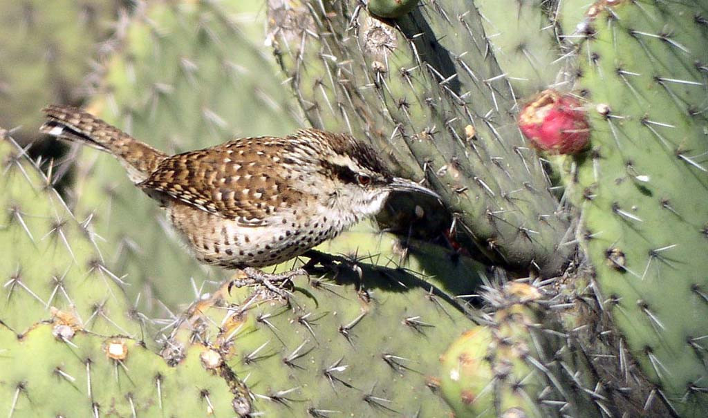 …where families of Boucard’s Wren are easily found on the cactus-clad hillsides.