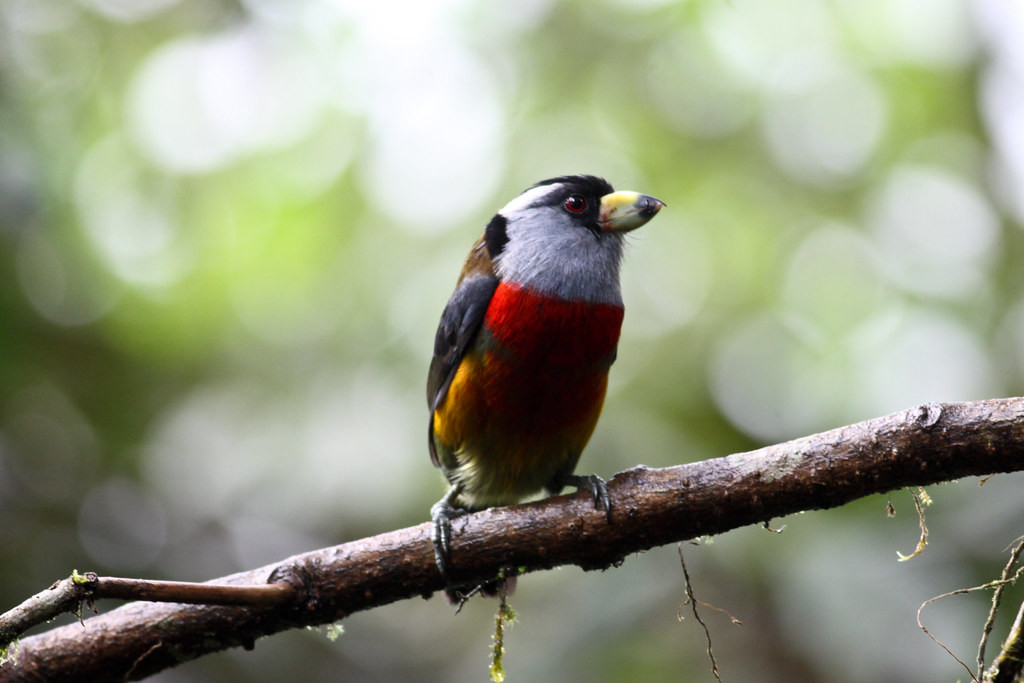 …and the local specialty, Toucan Barbet. (jf)