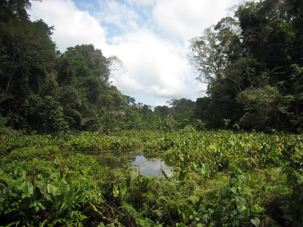 Moving away from the Kakum area, we eventually arrive at Ankasa. The forest and secluded pools here can hold a variety of quality species including,
