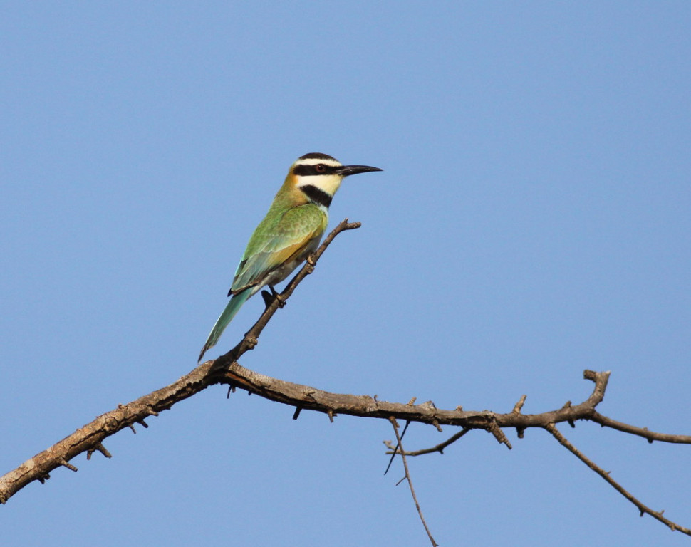 Below us, White-throated Bee-eaters hawk from exposed perches, 