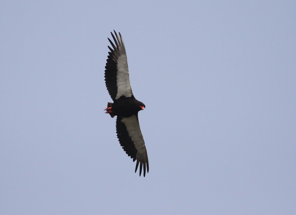 and Bateleur rock their way across the skyline, surely one of Africa’s finest raptors.