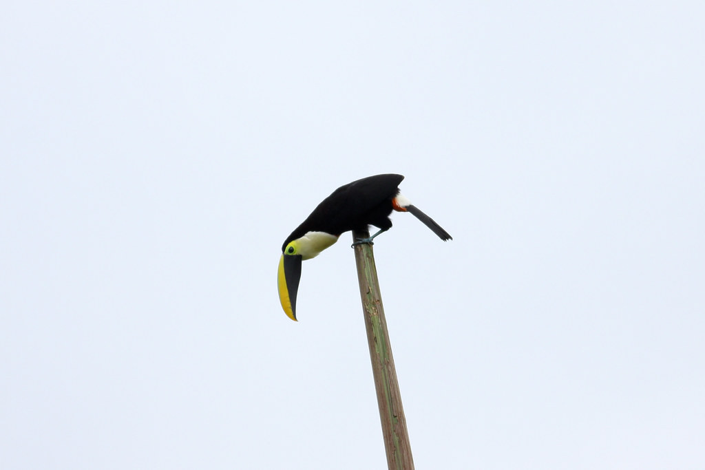 …where we will encounter rainforest birds possibly including the namesake Choco Toucan… (jf)