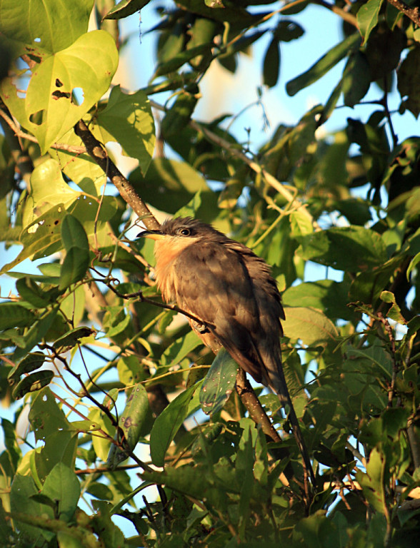 …and the scarce Mangrove Cuckoo…