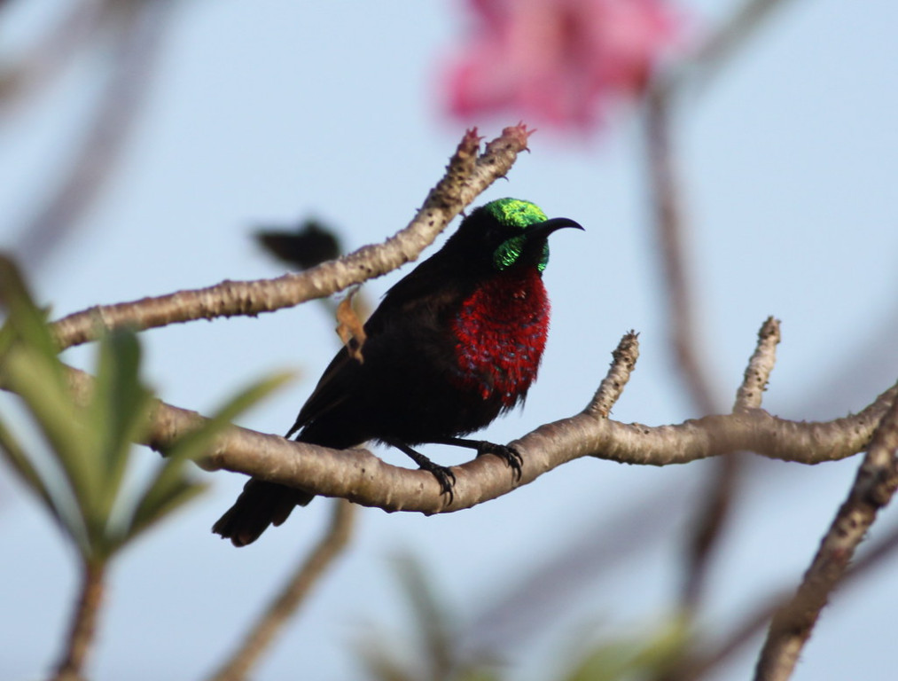 Scarlet-chested Sunbird may be widespread and always appreciated.
