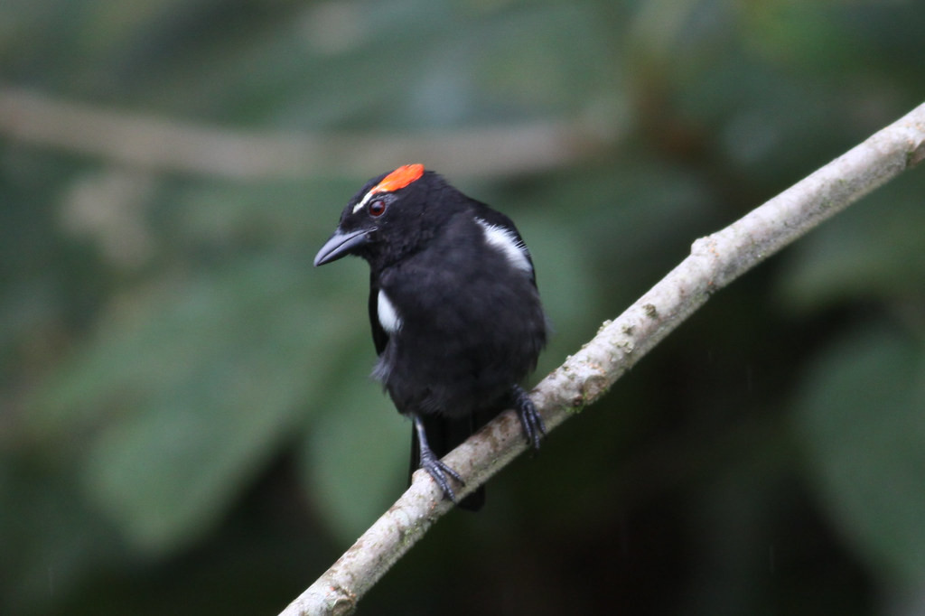 …the sharp-looking Scarlet-browed Tanager… (jf)