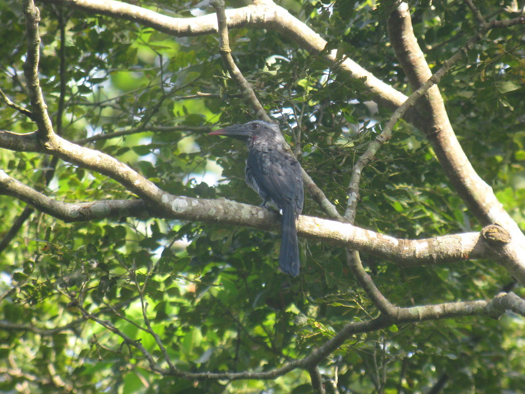 but we need a small slice of luck to catch up with the Black Dwarf Hornbill. The canopy walkway is as good as anywhere.