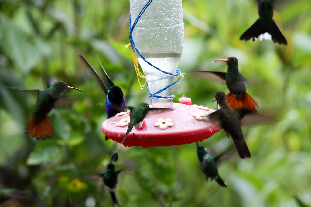 …where up to twenty hummingbird species can be seen in an hour… (jf)