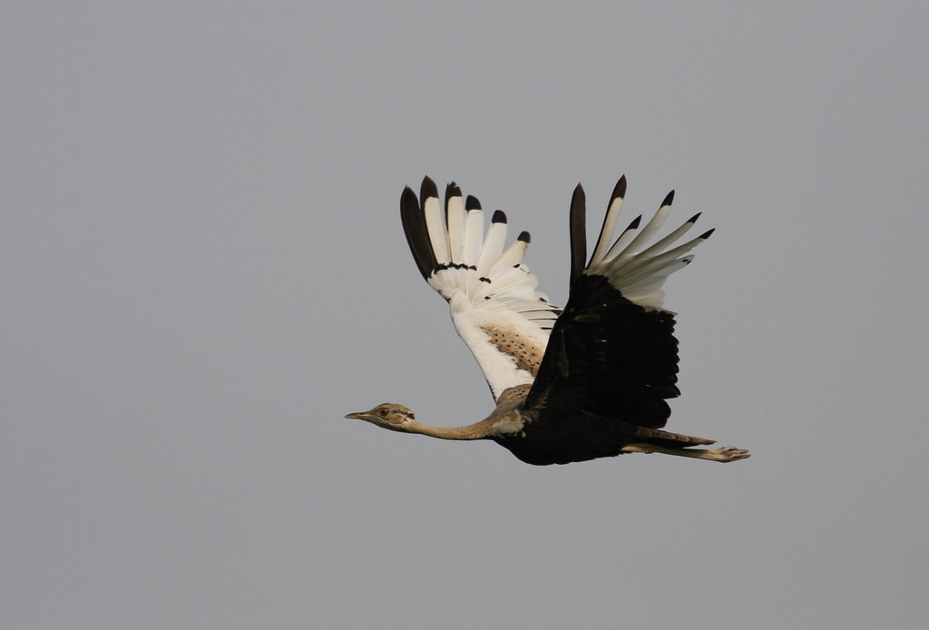 On the drive from Accra to Kakum, we stop at Winneba where Black-bellied Bustard is sometimes seen, 