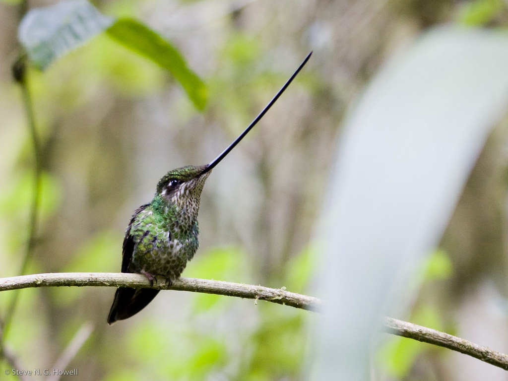 …where we may find the world’s longest-billed hummingbird, the aptly named Sword-billed… (sh)

