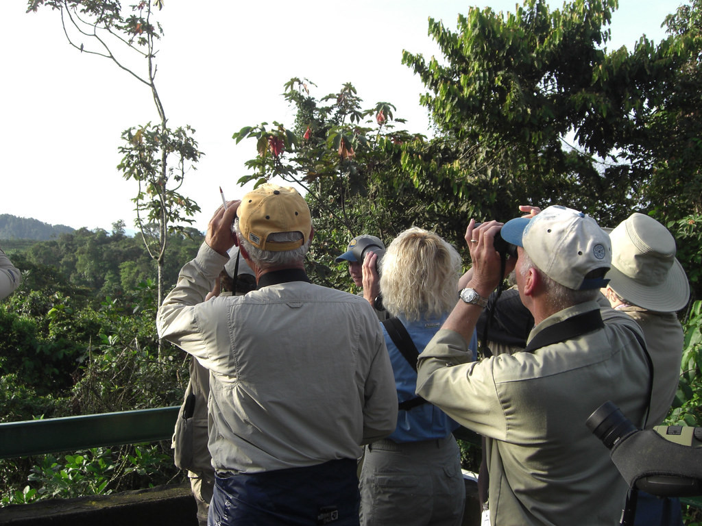 We’ll also bird from a canopy tower in the lowlands at Rio Silanche Reserve…” (jf)
