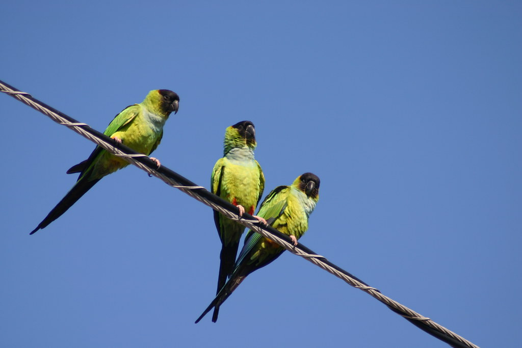 Just a little to the north we’ll look for Nanday Parakeets…