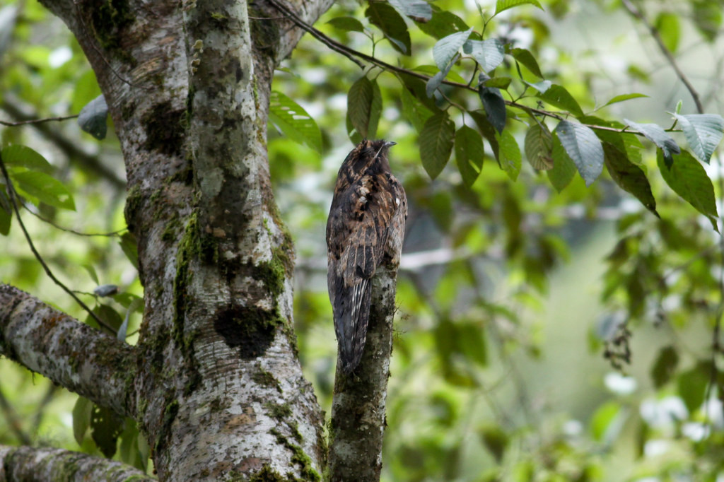 …or perhaps a dozing Common Potoo, among others. (jf)