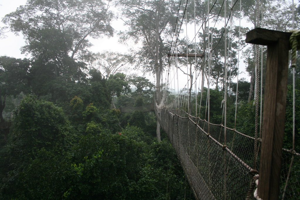 The world famous canopy walkway in Kakum National Park is a wonderful feat of engineering, enabling us to walk among the branches 40m above the forest floor.