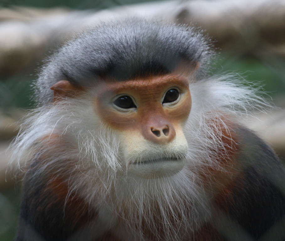 Vietnam is home to a number of unique and rare primate species, this is a Grey-shanked Douc Langur…