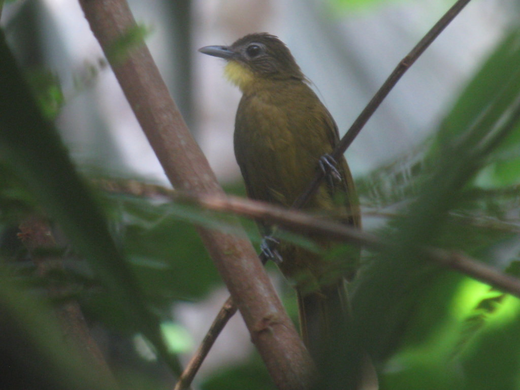 The Yellow-bearded Greenbul is an Upper Guinea endemic, and Ankasa is a great place to look for them. 