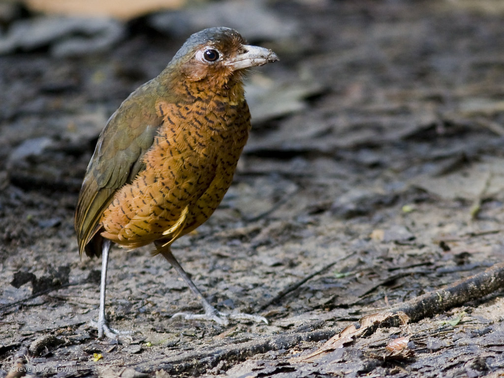 …or “Maria,” the famous Giant Antpitta.” (sh)