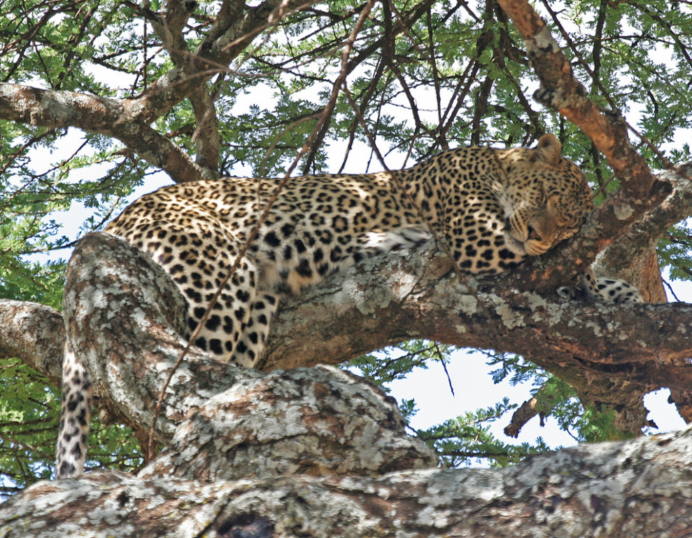 Leopards prefer to snooze during the day and wait for darkness before hunting…