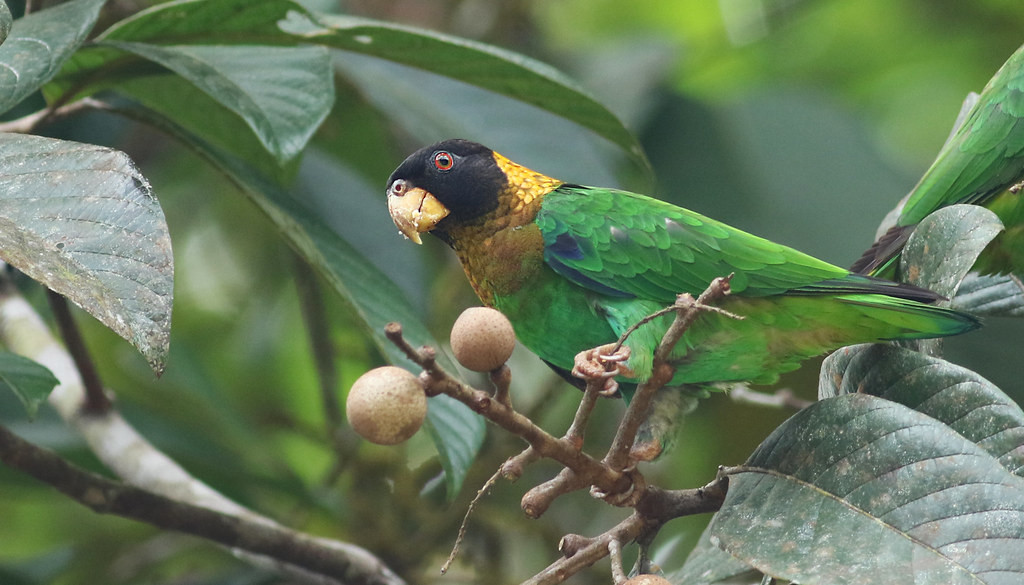 …or this Caica Parrot feeding on a fruiting tree.