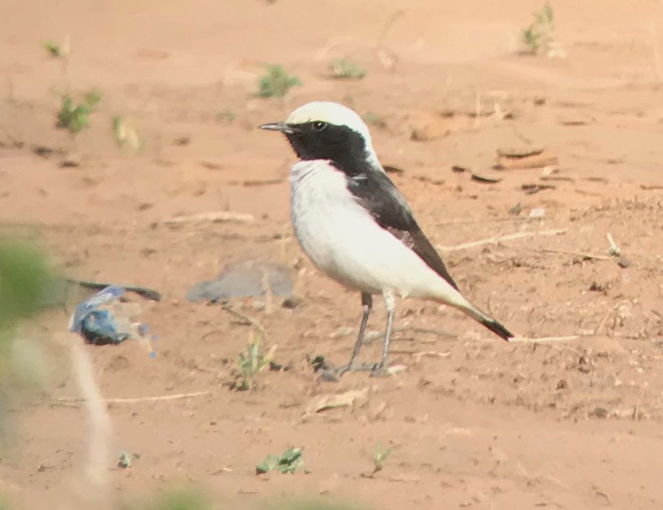…but the semi-nomadic Maghreb Wheatear will take more searching. (SM)