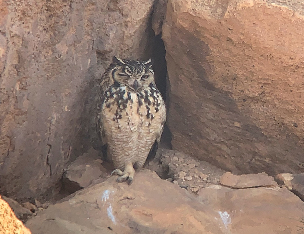…and, if we’re lucky, Pharaoh Eagle Owl. (SM)