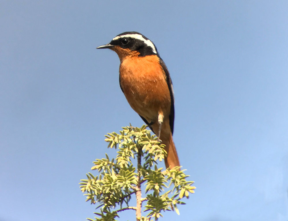 Other North African endemics to be seen include the stunning Moussier’s Redstart… (SM)
