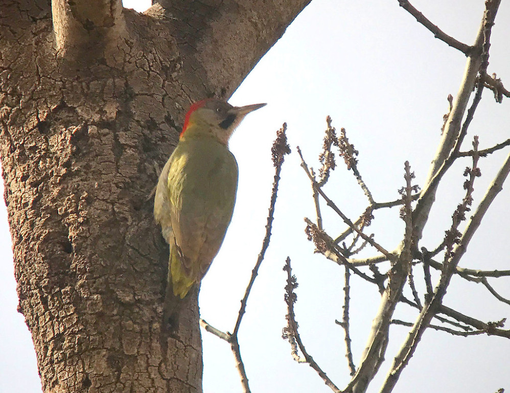 Further down the valley we’ll search for Levaillant’s Green Woodpecker… (SM)