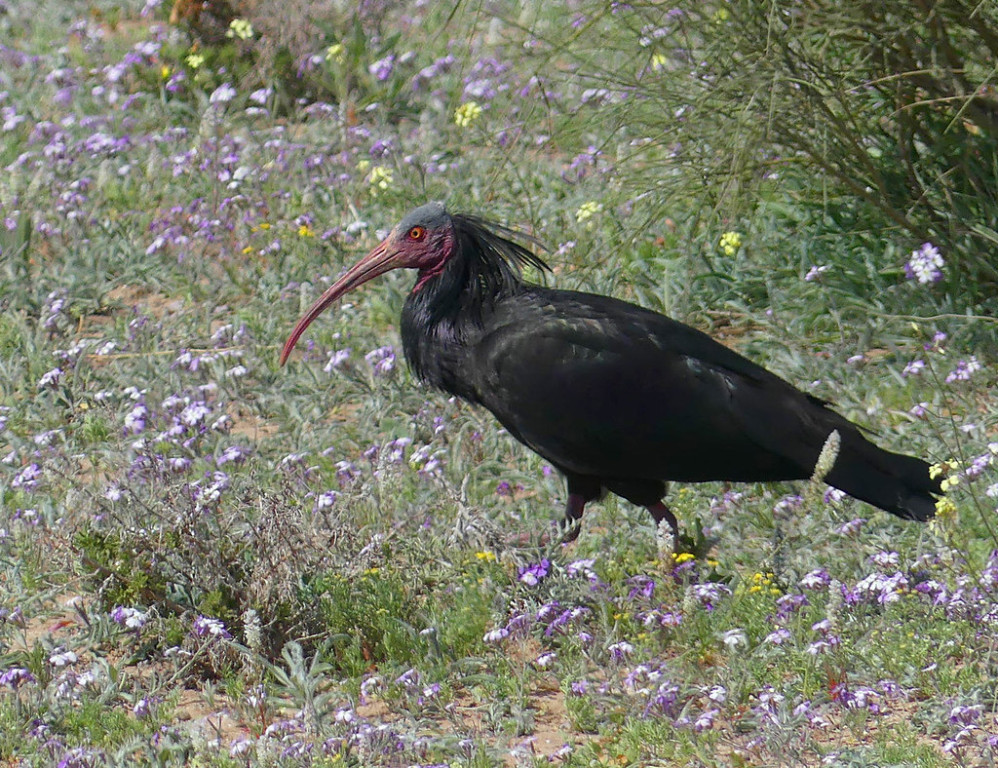 …and the internationally endangered Northern Bald Ibis. (SM)