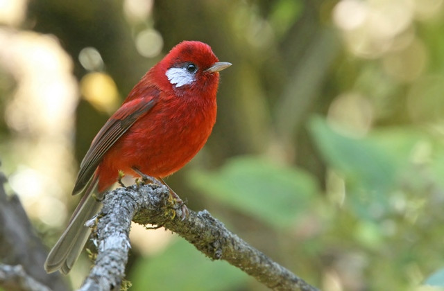 …where Red Warblers are common.