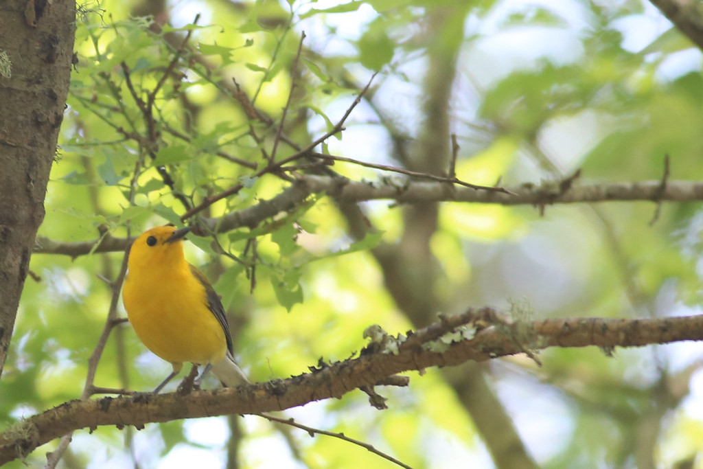 …or a Prothonotary Warbler…