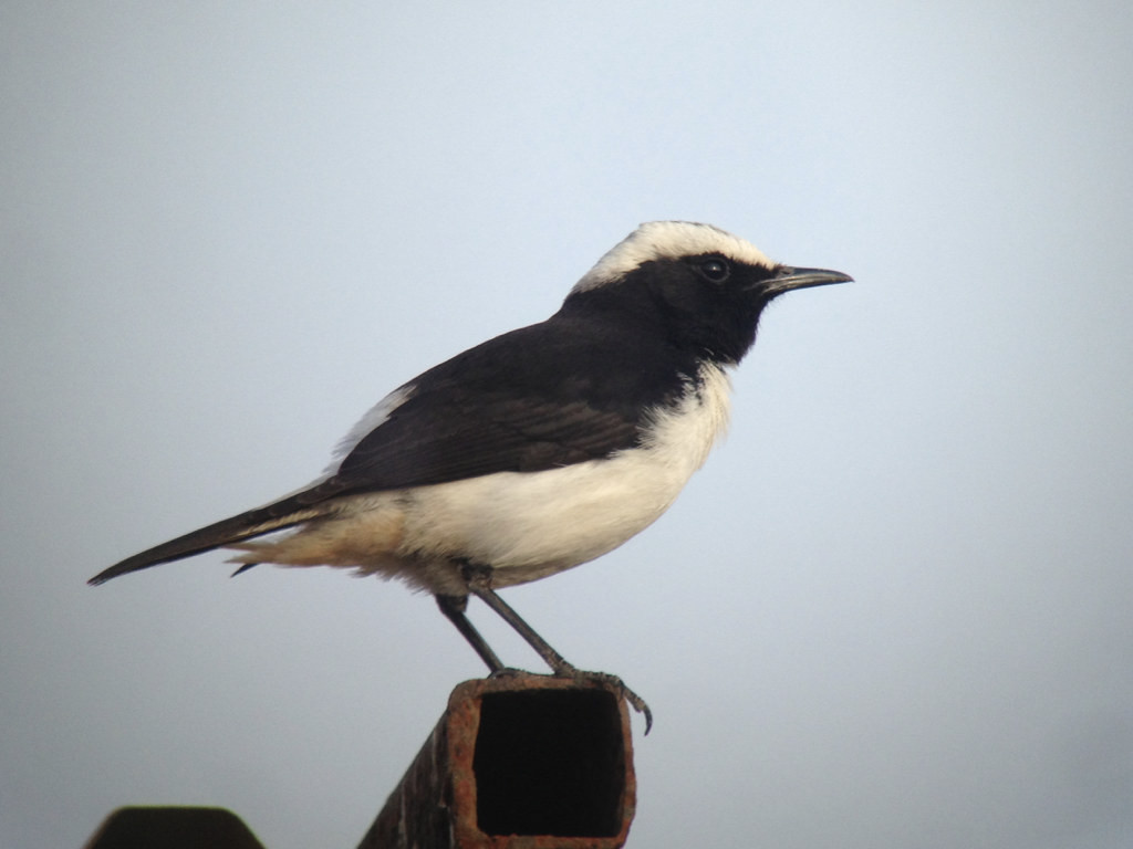 ….Arabian Wheatear is restricted to the southern half of the country…