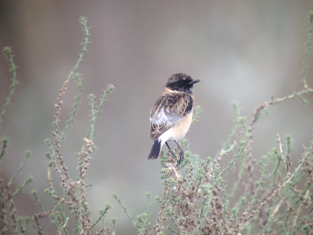 …or this Caspian Stonechat.