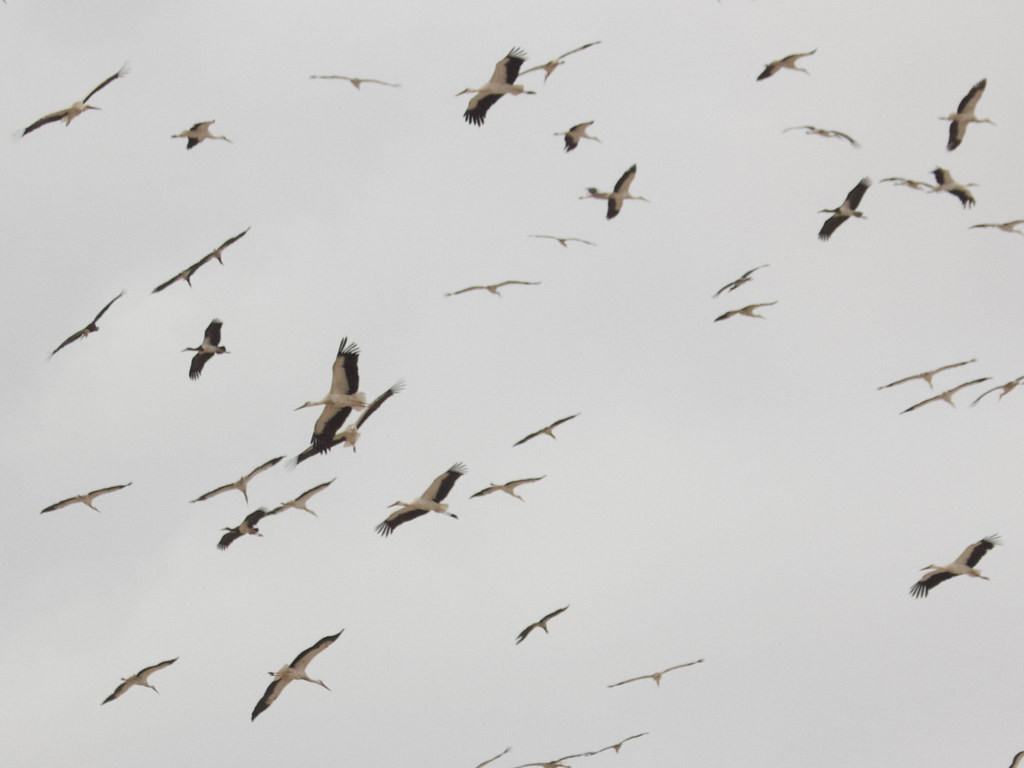 …and search amongst flocks of White Stork for the scarce Abdim’s Stork.