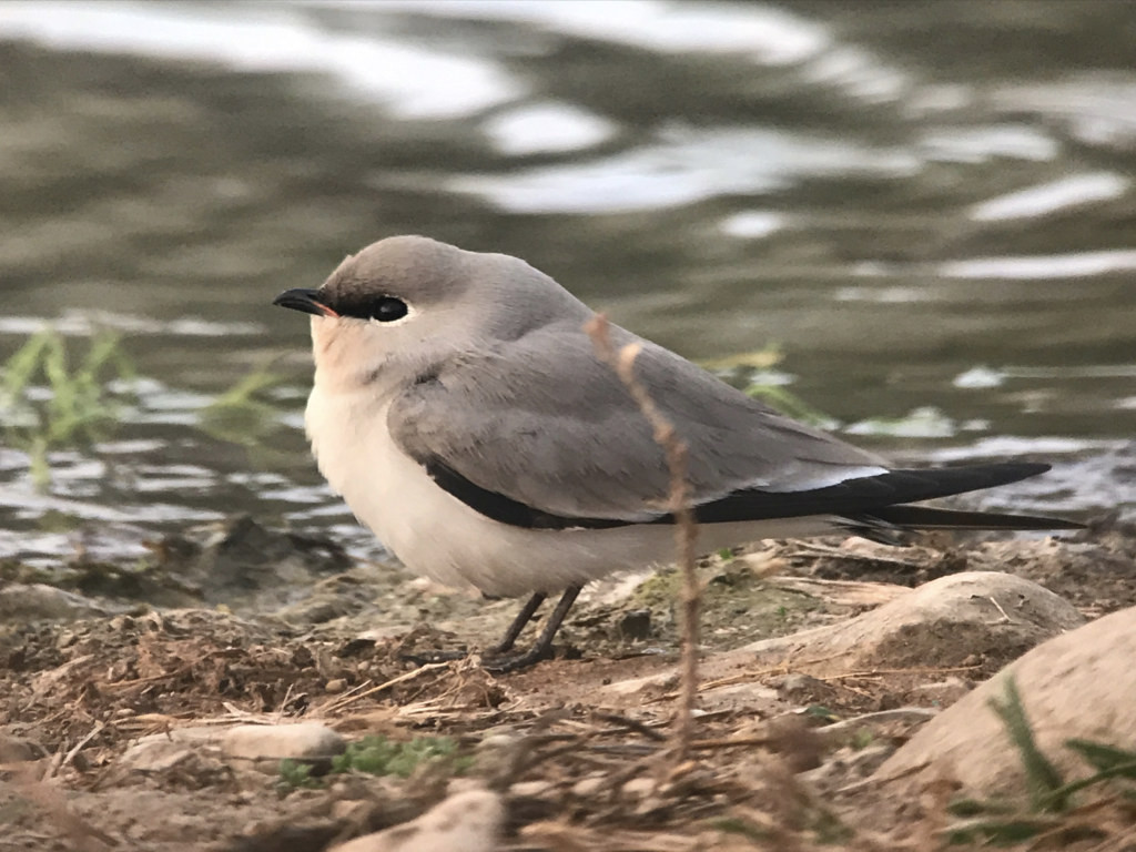 …and we’ll search the coastal ‘khawrs’ for Small Pratincole…
