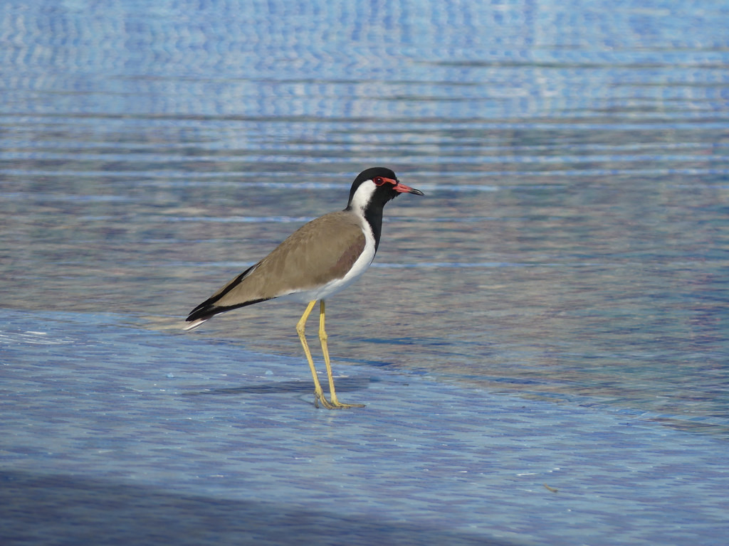 Red-wattled Lapwings are common in the north…