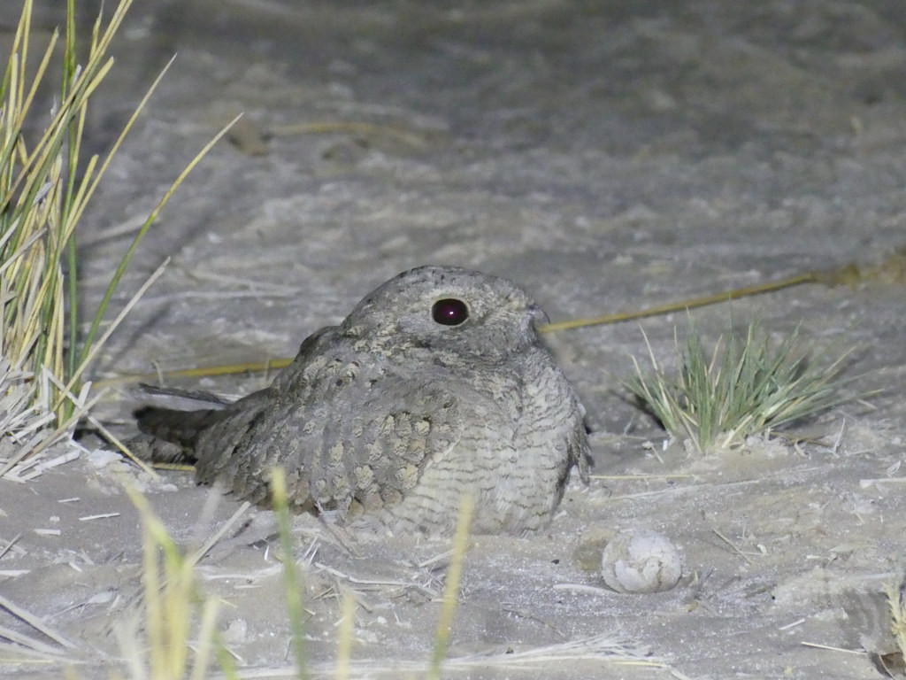 Egyptian Nightjars are also a possibility.
