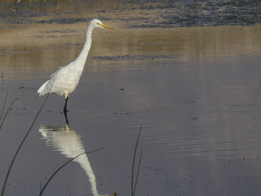 Intermediate Egret is one of the many herons and egrets present in Oman…