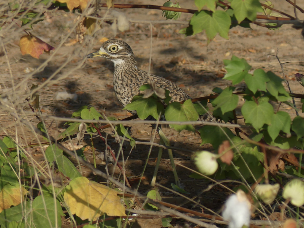 …Spotted Thick-knee…