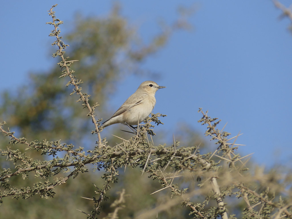 …Isabelline Wheatear can also be found…