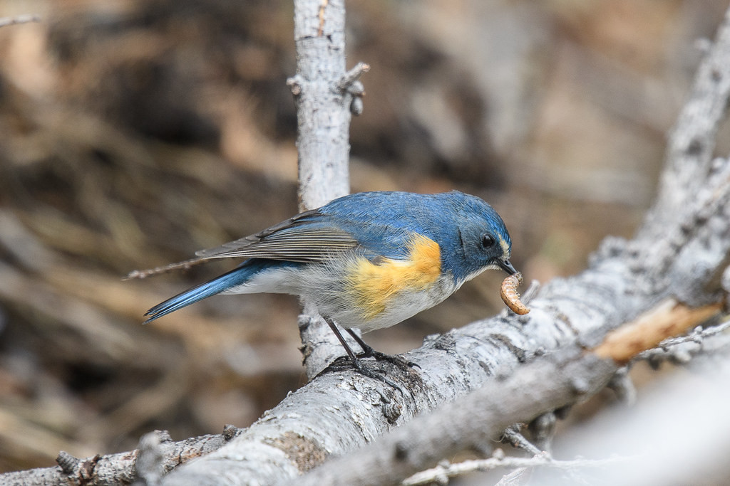 …such as this Red-flanked Bluetail…