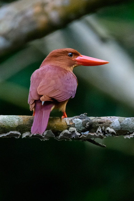 …as well as some exciting migrants, like this Ruddy Kingfisher…